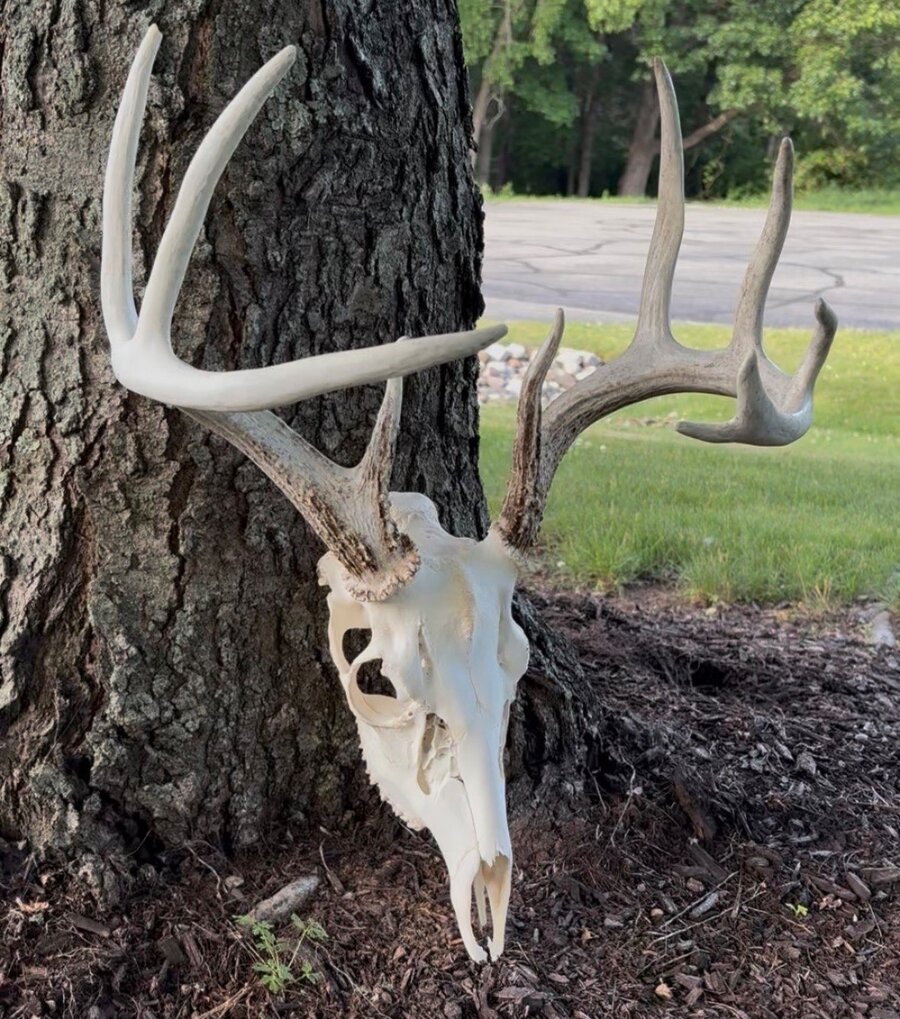 European skull mount hanging outdoors on a tree