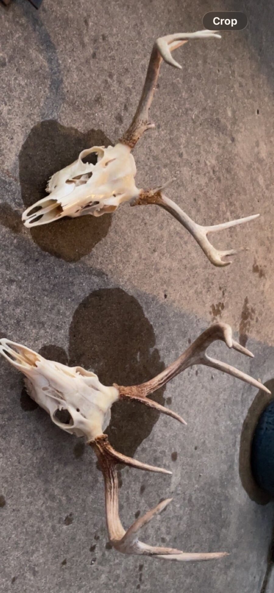 Two European skull mounts photographed on a concrete floor