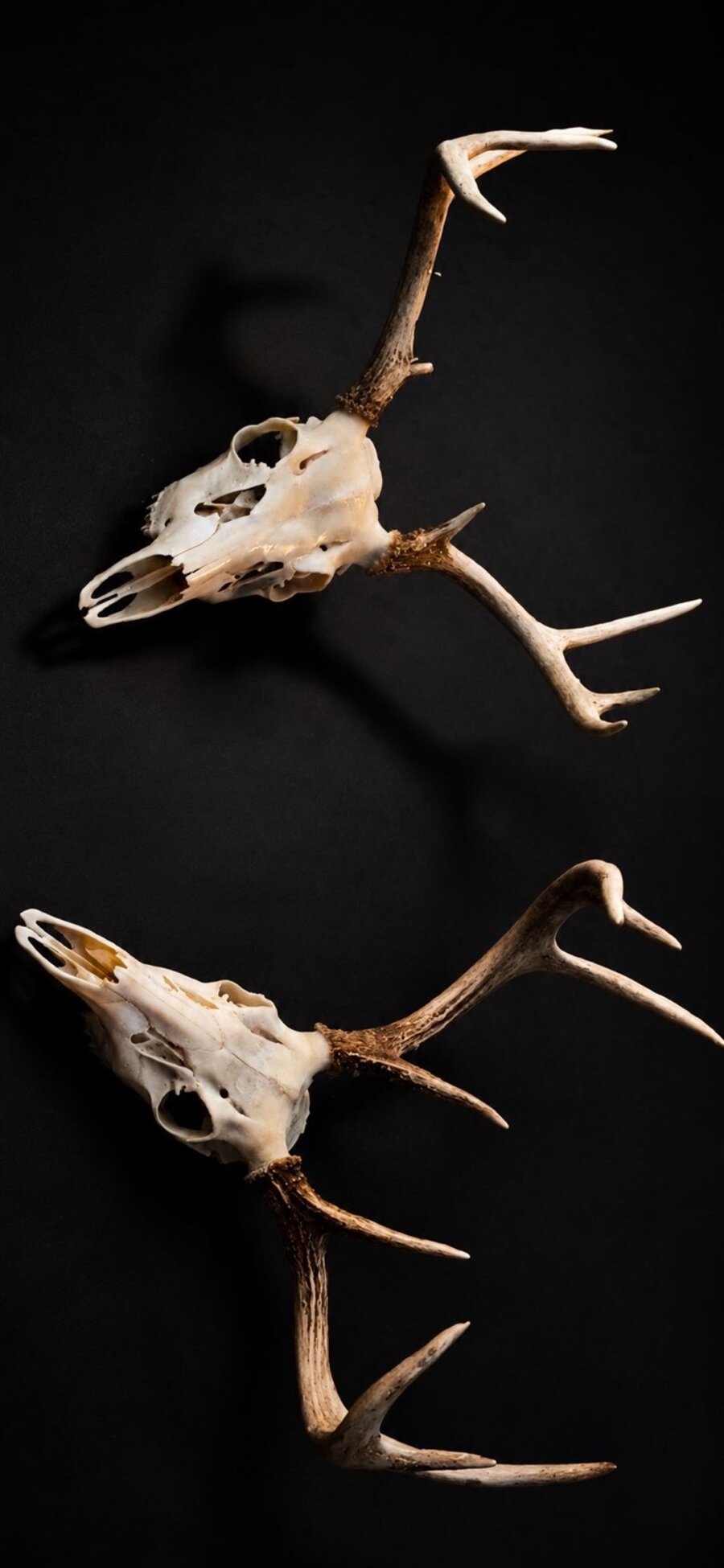 Two European skull mounts photographed on black background