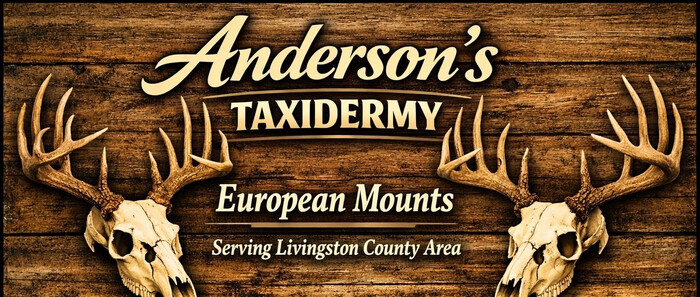 Anderson's Taxidermy - European Mounts